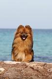 SPITZ ALLEMAND 214